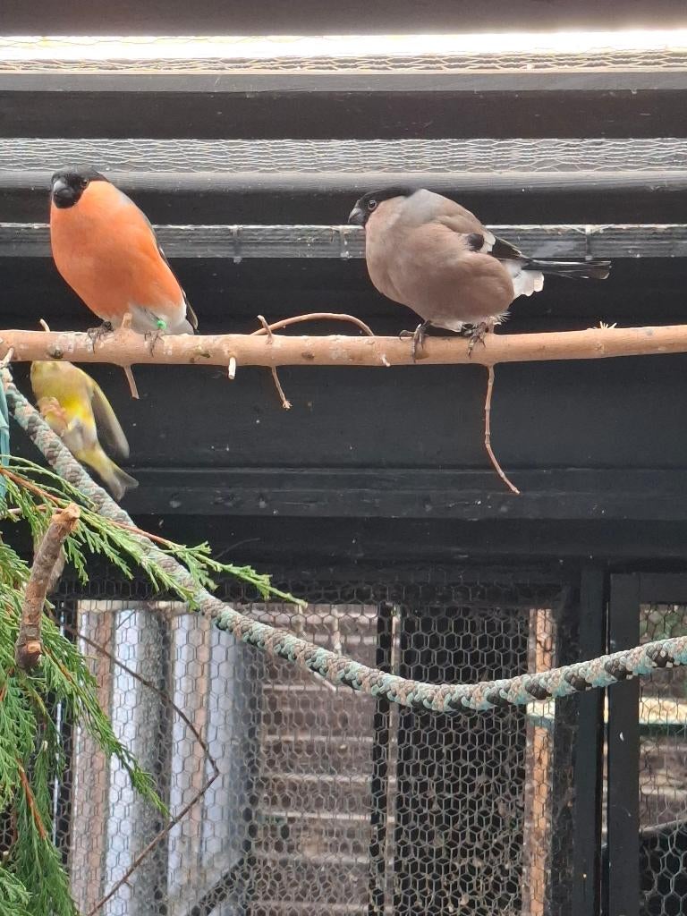Koppel noorse goudvinken, Dieren en Toebehoren, Vogels | Overige Vogels, Meerdere dieren, Wildzangvogel, Geringd