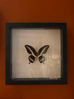 Prachtige vlinder in lijst uniek, Huis en Inrichting, Ophalen of Verzenden, Zo goed als nieuw, H, H