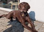 Herplaatsing kruising, Weimaraner en Duitse staande, 1 tot 2 jaar, Eén hond, Nederland, Particulier