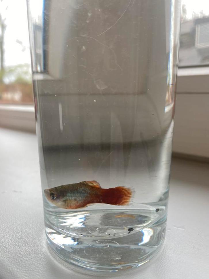 2 mooie platy’s (mannetjes) eventueel ook vrouwtjes, Dieren en Toebehoren, Vissen | Aquaria en Toebehoren, Gebruikt, Ophalen of Verzenden