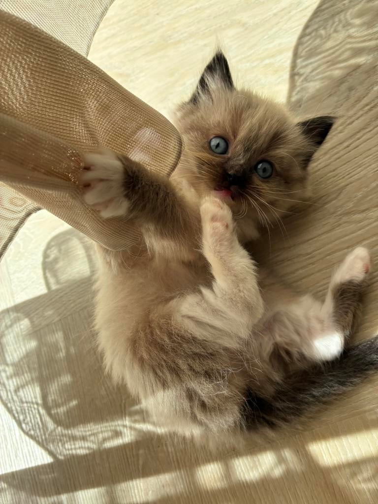 Schattige Ragdoll Kittens Te Koop, Meerdere dieren, Gechipt, 0 tot 2 jaar