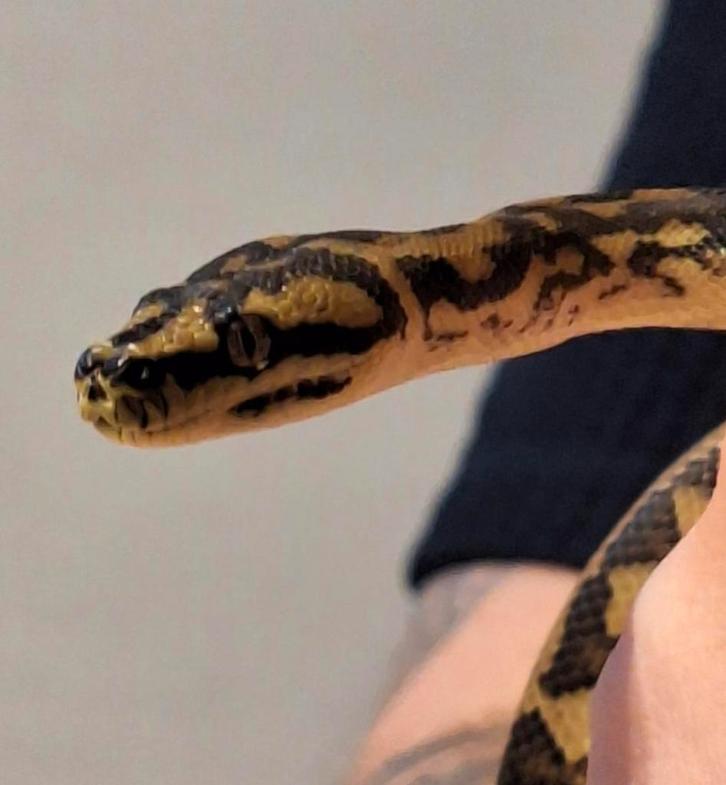 Mooie irian jaya tapijt python 1.0