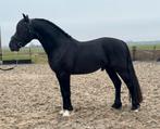 Welsh cob hengst ter dekking, Hengst