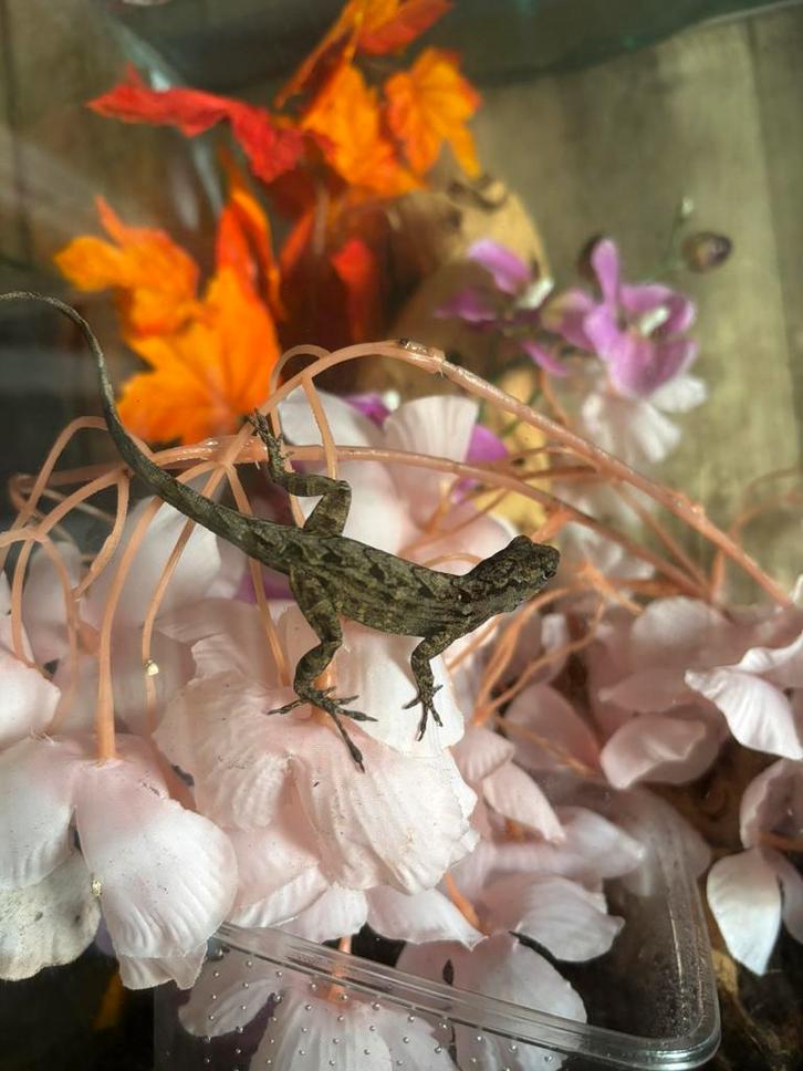 Bruine anolis 0.1?, Dieren en Toebehoren, Reptielen en Amfibieën, Hagedis, 0 tot 2 jaar