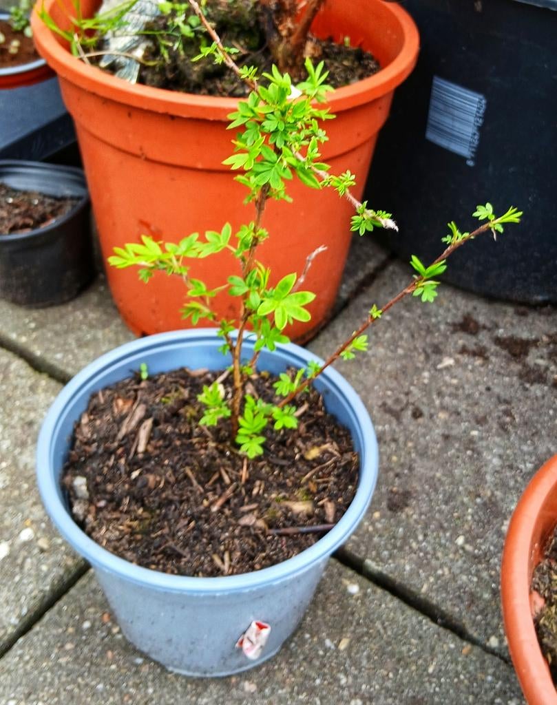 Struikganzerik (Potentilla Fruticosa) - Gele Bloemen, Ophalen, Struik