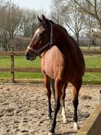 Prachtige Amerikaanse volbloed merrie, Dieren en Toebehoren, Paarden, Merrie, Met stamboom, Niet van toepassing, 11 jaar of ouder