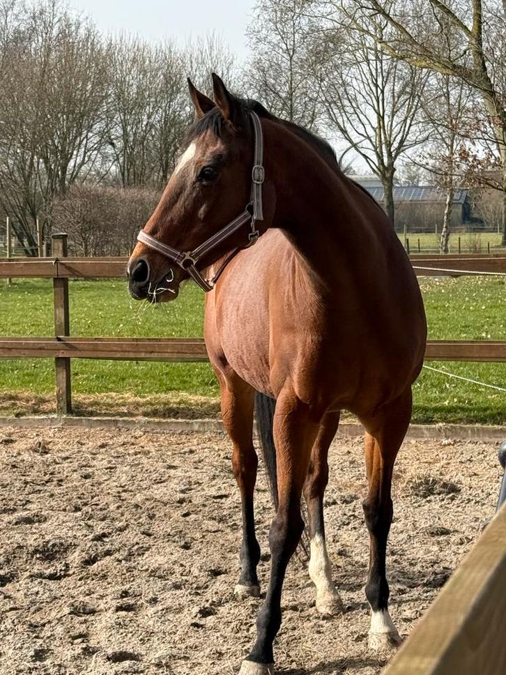 Prachtige Amerikaanse volbloed merrie, Dieren en Toebehoren, Paarden, Merrie, Niet van toepassing, 165 tot 170 cm, 11 jaar of ouder