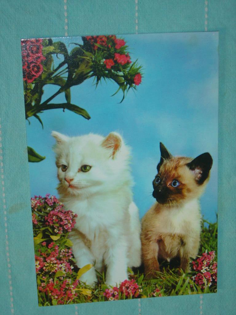 4) Kleurenansichtkaart Twee jonge Poesjes, Ophalen of Verzenden, Ongelopen, Hond of Kat