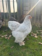 Brahma hen, Dieren en Toebehoren, Pluimvee, Vrouwelijk, Kip