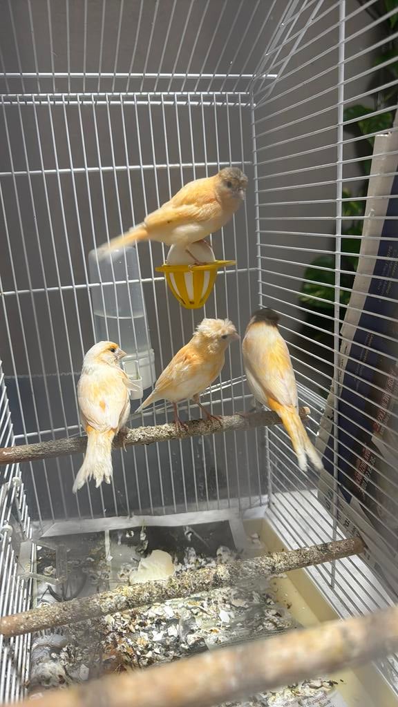 Gerrit Verhoeven straat, Dieren en Toebehoren, Vogels | Kanaries, Meerdere dieren, Kleurkanarie