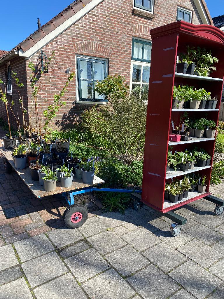 Plantjes en struiken, Ophalen, Overige soorten, Struik, Minder dan 100 cm