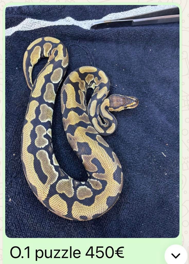 Python regius puzzle 0.1, Slang