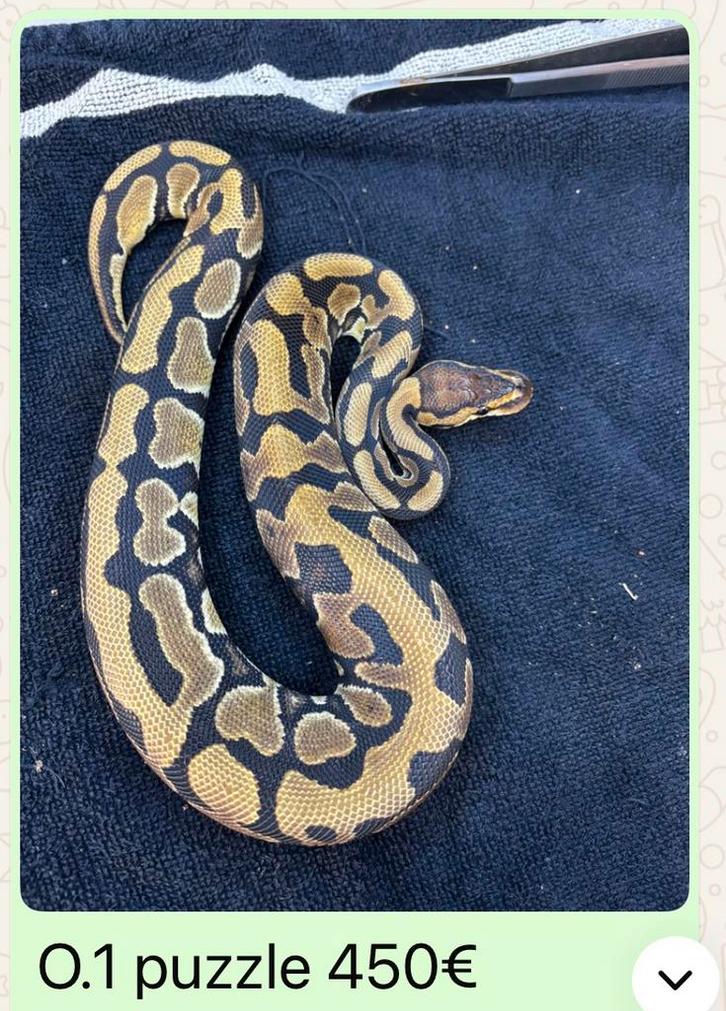Python regius puzzle 0.1 Ball Python - female for sale from Gerard