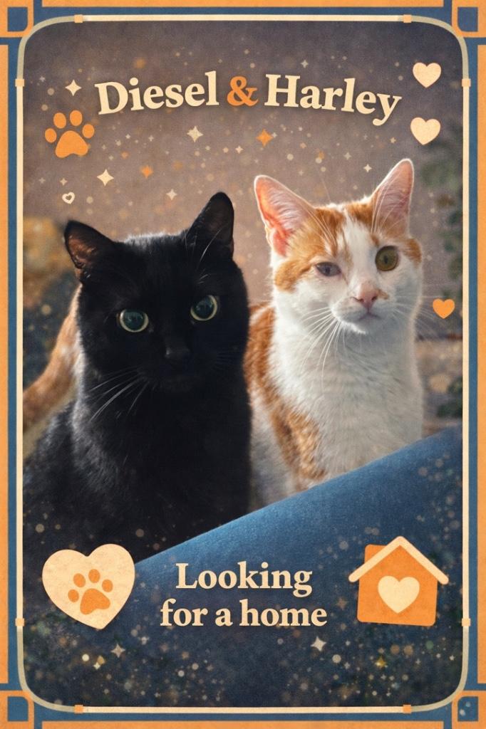 Twee onafscheidelijke katten zoeken een liefdevol thuis, Dieren en Toebehoren, Kater, Kortharig, 6 jaar of ouder