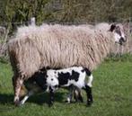 Schaap met 1 lam schonebeker met bont lam, Dieren en Toebehoren, Schapen, Geiten en Varkens, Vrouwelijk, Schaap