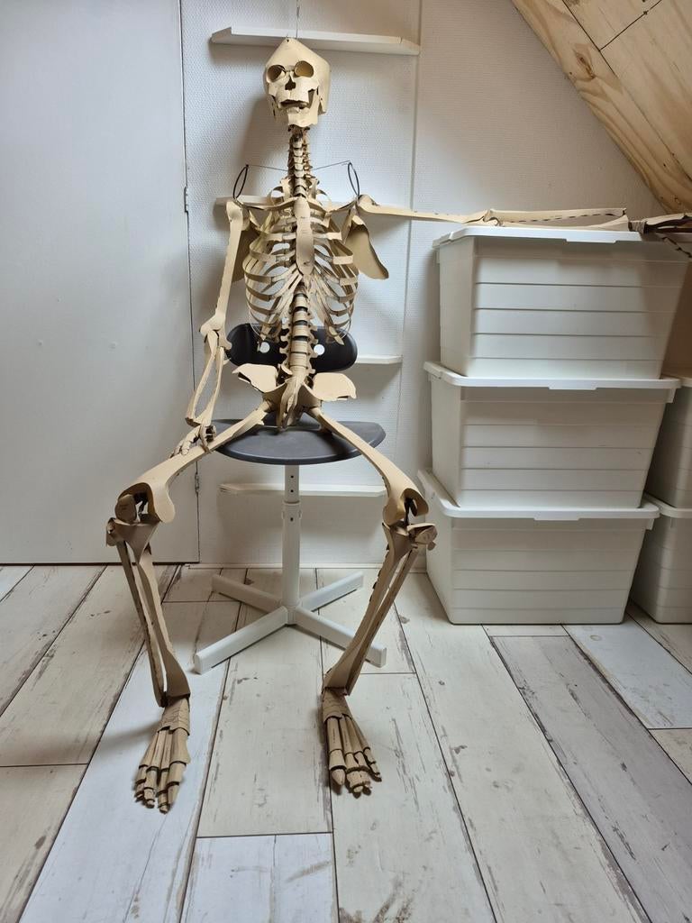 Kartonnen skelet 180cm - Anatomisch model, Ophalen