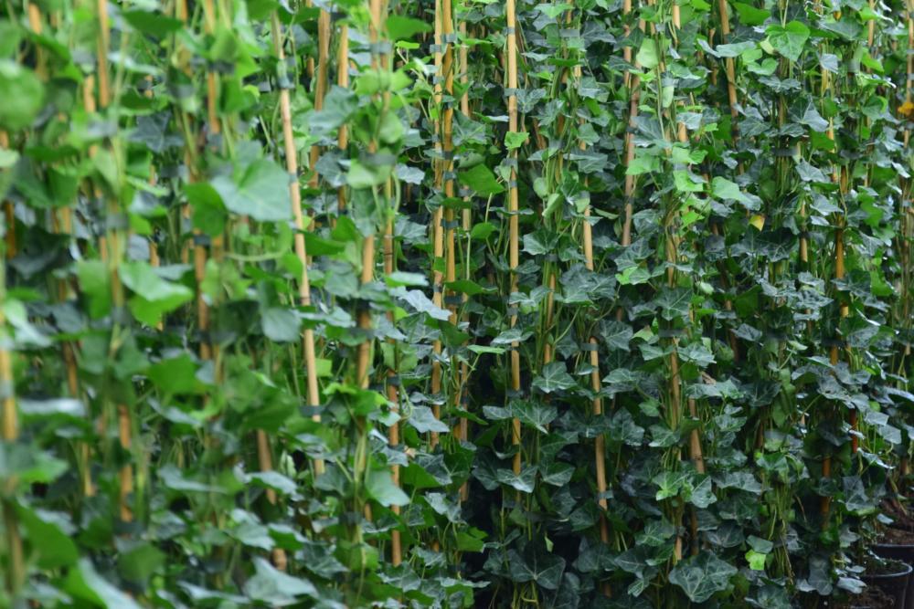 Klimop - Hedera hibernica. 125-150 cm, Ophalen, Overige soorten, Haag, 100 tot 250 cm
