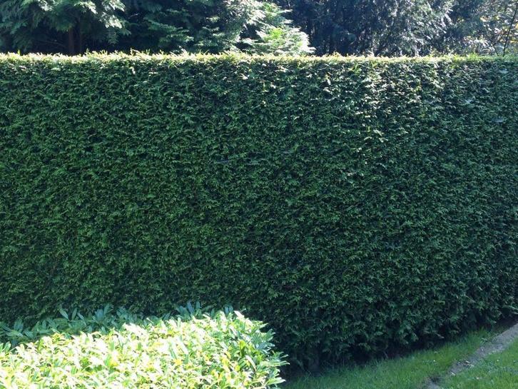 Reuzenlevensboom ‘Gelderland’ / Thuja plicata ‘Gelderland’, Tuin en Terras, Planten | Struiken en Hagen, Haag, Conifeer, 100 tot 250 cm