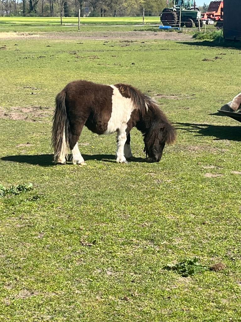 Mooi bont jaarling merrie veulen, Dieren en Toebehoren, Merrie, Niet van toepassing, A pony (tot 1.17m), 0 tot 2 jaar