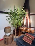Yucca boom, Ophalen, 200 cm of meer, Halfschaduw, In pot