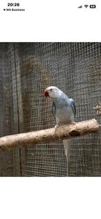 Halsband parkiet witkop witstaart, Dieren en Toebehoren, Mannelijk, Parkiet, Tam