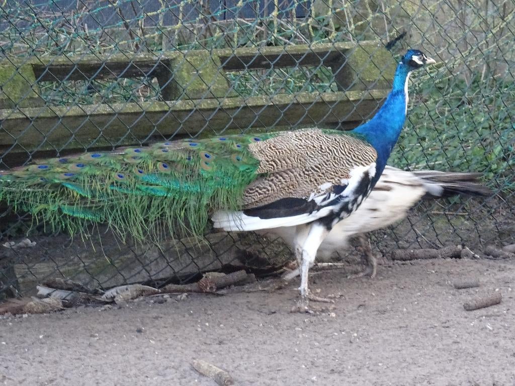 pauwen pluimvee pauw, Dieren en Toebehoren, Meerdere dieren, Overige soorten