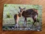 Kleuren ansichtkaart: Hert/ ree met jong, Ophalen of Verzenden, 1960 tot 1980, Ongelopen, Wild dier
