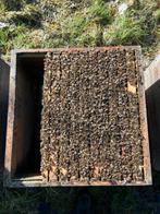 Bijenvolken Buckfast F1 op Dadant US, Dieren en Toebehoren, Mei, Meerdere dieren