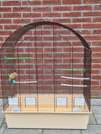 Te koop agapornis roseicolli inclusief ruime kooi., Geslacht onbekend, Dwergpapegaai of Agapornis