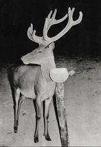 Hert., Verzenden, 1960 tot 1980, Ongelopen, Wild dier
