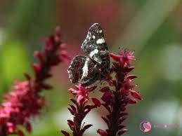 Persicaria amplexicaulis - wuivende rode pluimen vlinders, Tuin en Terras, Planten | Tuinplanten, Vaste plant, Overige soorten