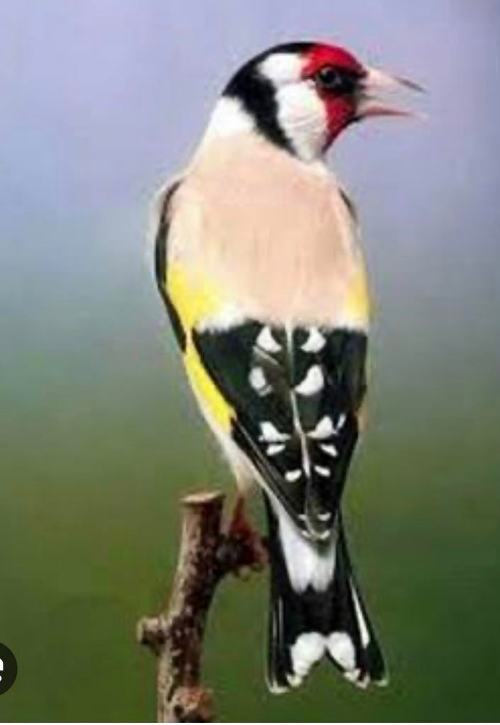 Gezocht: Major putter man, eumo, agaat of bont, Dieren en Toebehoren, Vogels | Overige Vogels, Mannelijk, Wildzangvogel