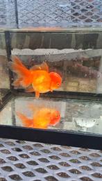 Oranda goudvis, Goudvis(sen)