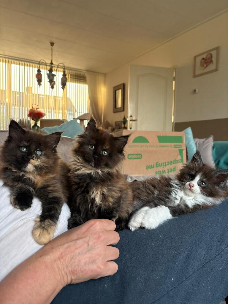 Main Coon kittens XXL, Dieren en Toebehoren, Meerdere dieren, Ontwormd, 0 tot 2 jaar
