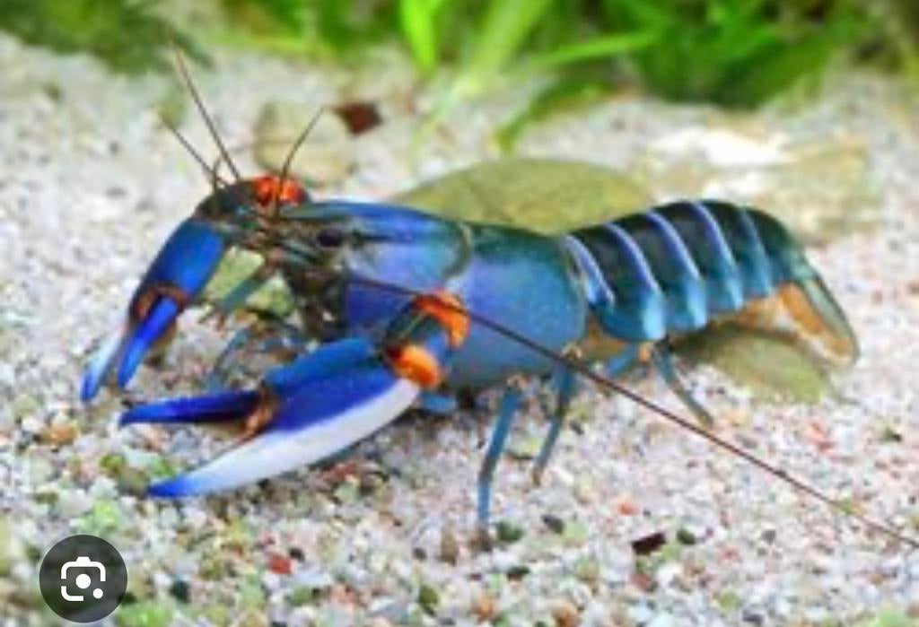 Te koop koppel cherax kreeften, Vis