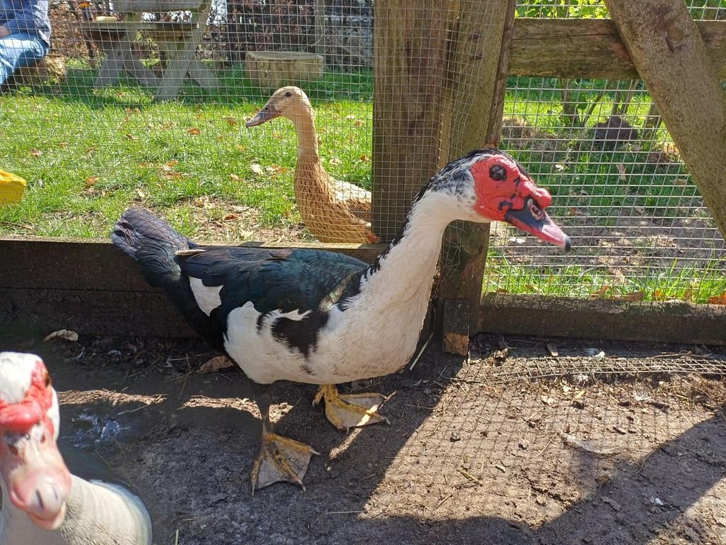 Muskuseend woerd  1 jaar zoekt nieuw huis, Dieren en Toebehoren, Pluimvee, Mannelijk, Eend