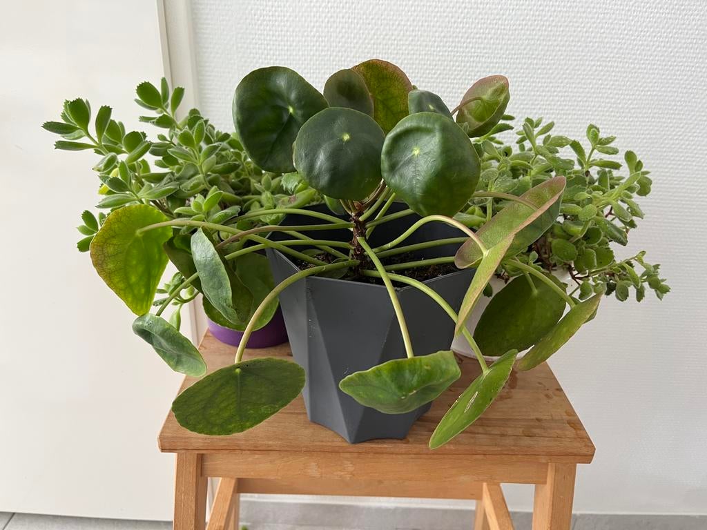 3 planten, Huis en Inrichting, Kamerplanten, Overige soorten, In pot, Minder dan 100 cm, Groene kamerplant