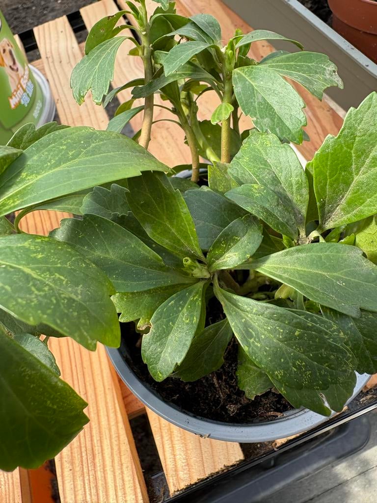 Pachysandra, Ophalen, Bodembedekkers, Vaste plant, Halfschaduw