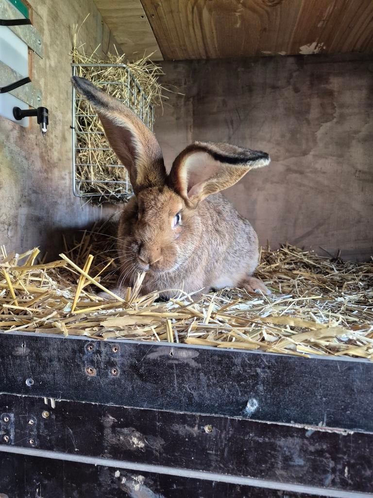 Haaskleurige vlaamse reus ram, Dieren en Toebehoren, Mannelijk, Groot