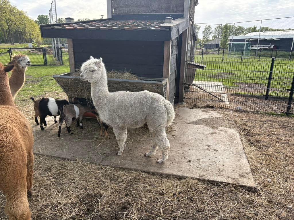 Alpaca merrie, Juni, Vrouwelijk