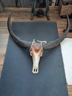 Grote Buffel Schedel Kunsthars, Ophalen, Nieuw