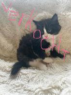 4 schattige mainecoon X birmaan Kittens, Dieren en Toebehoren, Katten en Kittens | Overige Katten, Meerdere dieren, Langharig