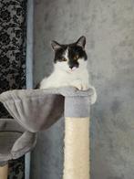 Lieve grijs-witte kat zoekt nieuw thuis – gratis op te halen, Dieren en Toebehoren, Poes, Ontwormd, 3 tot 5 jaar