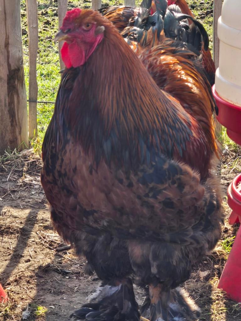 Goudgezoomde Brahma haan juni 2025, Dieren en Toebehoren, Pluimvee, Mannelijk, Kip