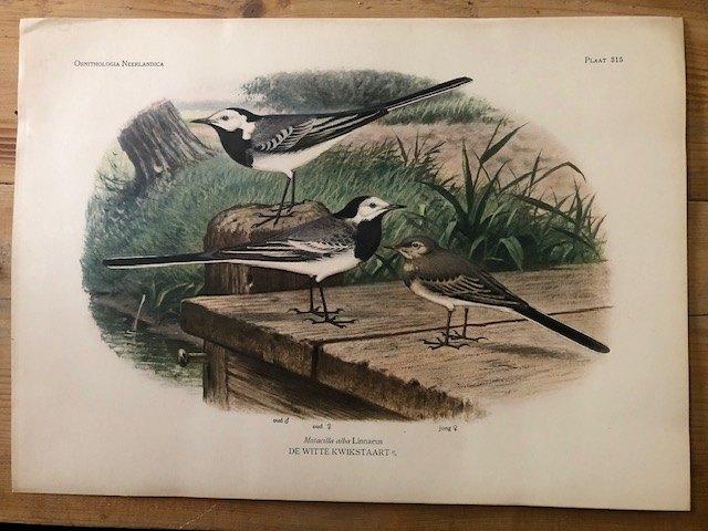 Van Oort vogelplaten naar M.A. KOEKKOEK 37,5 x 27 cm., Ophalen of Verzenden