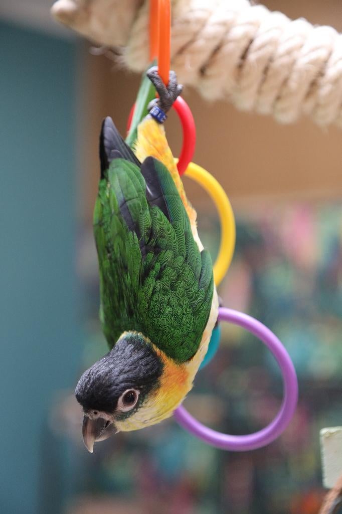 Jonge Baby Zwartkop Caique´s | getest | Speels | Handtam, Dieren en Toebehoren, Vogels | Parkieten en Papegaaien, Meerdere dieren