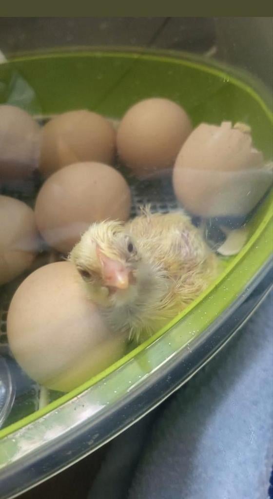 Eieren uit broedeieren ik help u graag, Geslacht onbekend