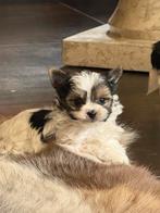 Bieweryork pupjes, Parvo, België, Jack Russell Terriër, 8 tot 15 weken