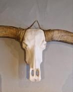 Longhorn schedel met hoorns - 170cm breed, Verzamelen, Dierenverzamelingen, Ophalen, Gebruikt, Boerderijdier, Schedel