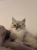 Ragdoll kitten, Dieren en Toebehoren, Kater, Ontwormd